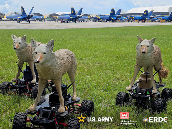 fake wolves on rc car platforms.
